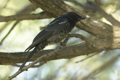 Dicrurus adsimilis apivorus