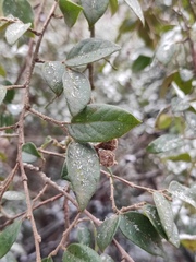 Loropetalum chinense
