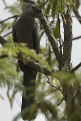 Corythaixoides concolor