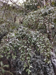 Loropetalum chinense
