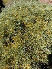 Ulex canescens