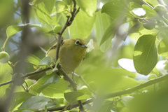 Zosterops virens virens