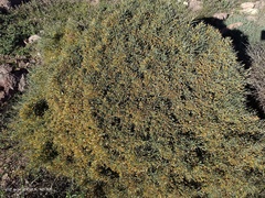 Ulex canescens