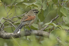 Tchagra australis australis