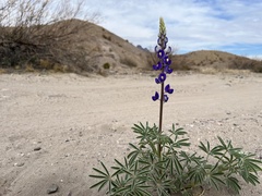 Lupinus havardii