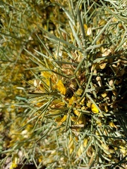 Ulex canescens