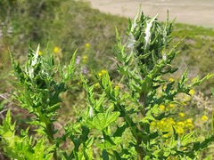 Echinops orientalis