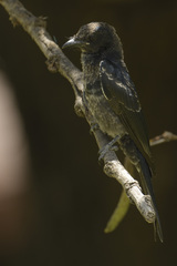 Dicrurus adsimilis apivorus