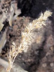Arundo formosana