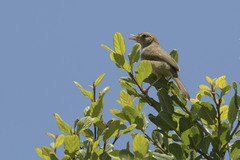 Cisticola fulvicapilla
