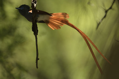 Terpsiphone viridis plumbeiceps