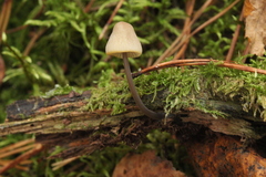 Mycena viridimarginata
