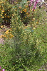 Ozothamnus cupressoides