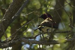 Cinnyricinclus leucogaster