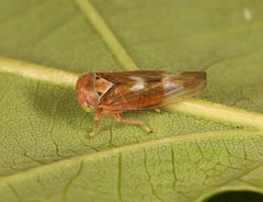 Tremulicerus fulgidus