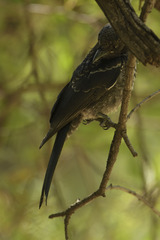 Dicrurus adsimilis apivorus