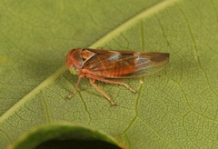 Tremulicerus fulgidus