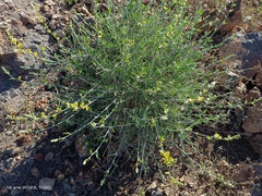 Anthyllis cytisoides