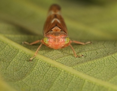 Tremulicerus fulgidus