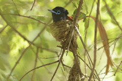 Terpsiphone viridis plumbeiceps