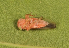 Tremulicerus fulgidus