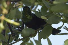 Cinnyris mariquensis