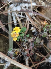 Chrysanthemum indicum