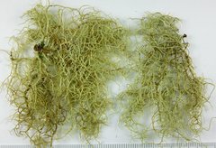 Usnea esperantiana