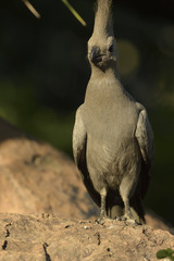 Corythaixoides concolor