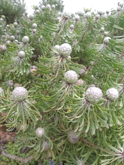 Leucadendron galpinii