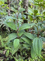 Miconia sintenisii