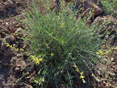 Anthyllis cytisoides