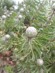Leucadendron galpinii