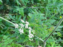 Chaerophyllum