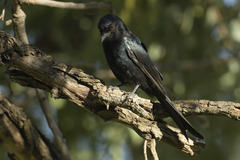 Dicrurus adsimilis apivorus