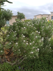 Leucadendron galpinii