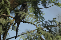 Dicrurus adsimilis apivorus