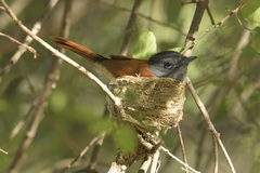 Terpsiphone viridis plumbeiceps