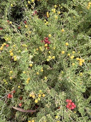 Nitraria billardierei