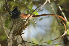 Terpsiphone viridis plumbeiceps