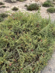 Nitraria billardierei