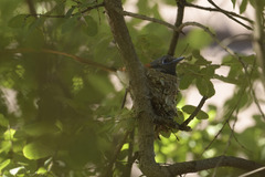 Terpsiphone viridis plumbeiceps