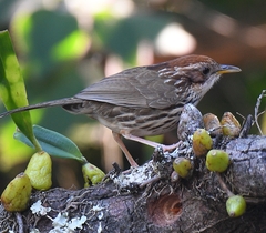 Pellorneum ruficeps