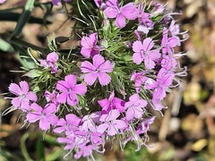Dianthus pseudarmeria