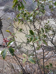 Ilex chinensis
