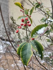 Ilex chinensis