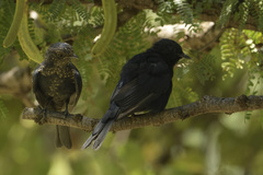 Melaenornis pammelaina