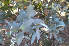 Eucalyptus cinerea