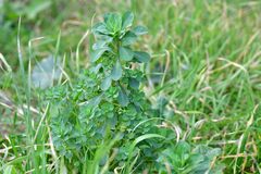 Euphorbia helioscopia
