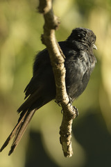 Melaenornis pammelaina